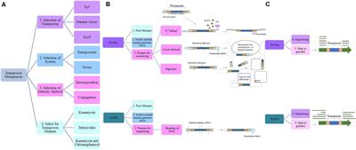 Recent Advances in Genetic Tools for Acinetobacter baumannii